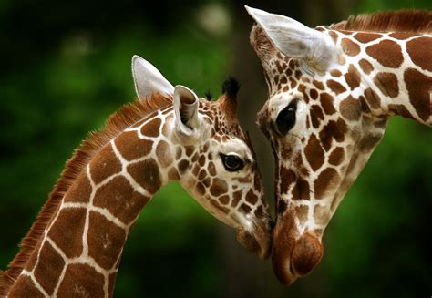 How April The Giraffes Live Streaming Pregnancy Phenomenon Is Giving