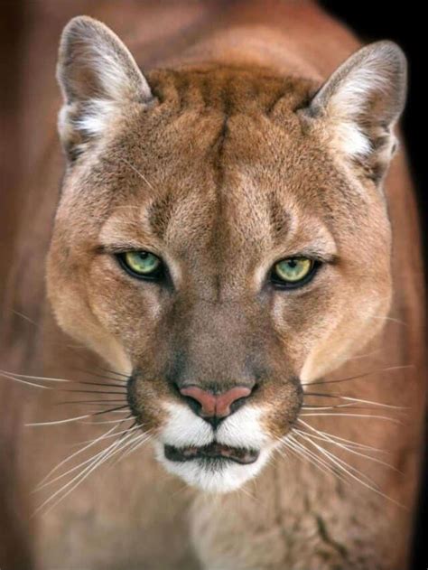 Discover The Largest Cougar Ever Caught In Colorado Az Animals