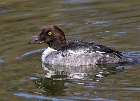 Juvenile Common Goldeneye Duck Floating In Lake Viewed Close Up Stock