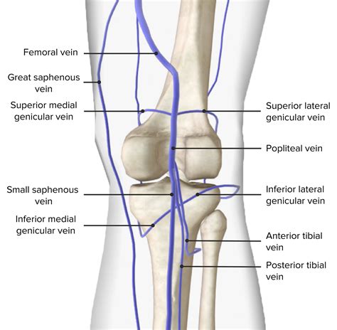 Popliteal Fossa Anatomy Concise Medical Knowledge