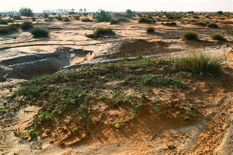 Look Amazing Uae Desert Turns Green News Photos Gulf News