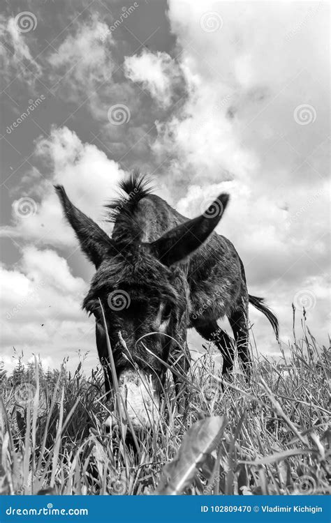 Donkey Grazing In Field Day Stock Photo Image Of Mane Flora 102809470