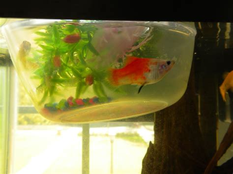 How fast do baby guppy fish grow? Freshwater Fish: March 2010