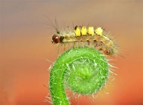 Premium Photo Close Up Of Hairy Caterpillar On Leaf