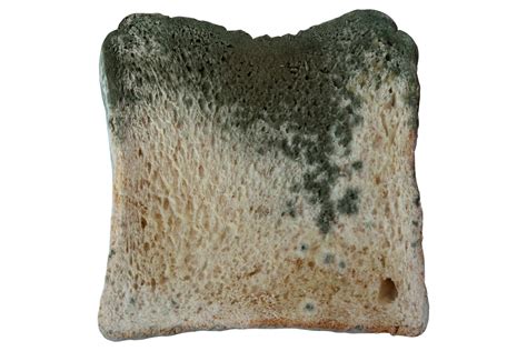 Idaho Babes Moldy Bread Hand Washing Experiment Goes Viral After Disgusting Results Fox News
