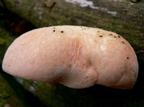 Rhodotus palmatus, Wrinkled Peach mushroom