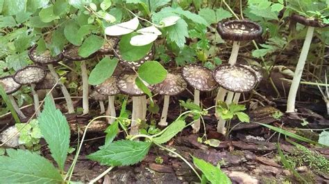 Missouri Mushrooms Stuffed Mushrooms Photography Vegetables