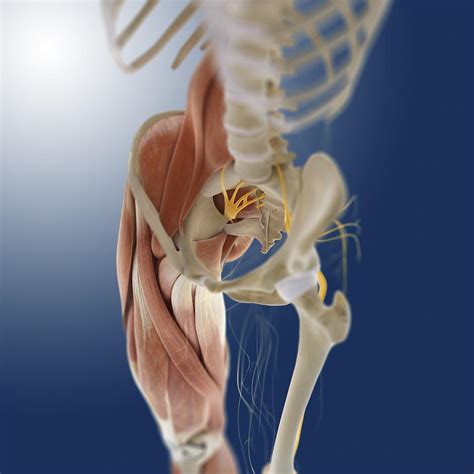This lesson gives detailed information of the location and path of the sciatic nerve and various branches down to the foot. Lower Body Anatomy, Artwork Photograph by Science Photo ...