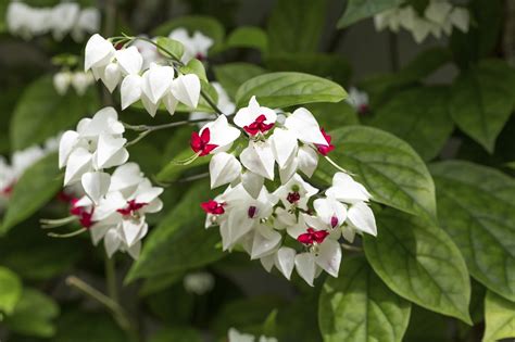 19 Best Pergola Plants | Climbing Plants for Pergolas and ...