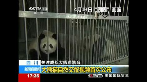 How Giant Panda Make Love Natural Mating Video Of Giant Panda First