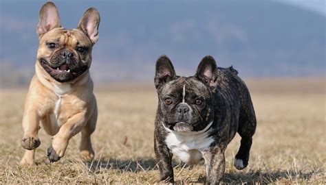 👉 the longest surviving french bulldog reported in the kennel club survey reached just over 14.5 years old. French Bulldog Breed Information, Photos, History and Care ...