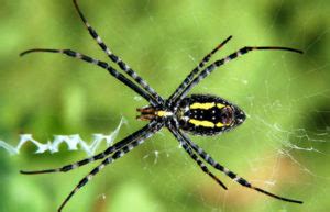 Camel spiders can get most of their water from their prey. Do You Want to Know How Many Legs Do Spiders Have