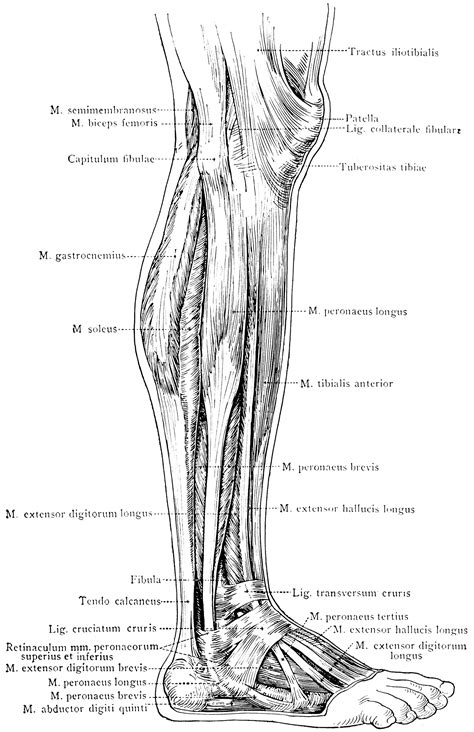 Lateral View Of The Superficial Muscles Of The Leg Clipart Etc