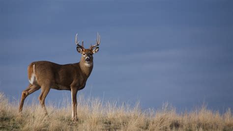 Peta Attempts To Stop Maryland Deer Cull Gohunt