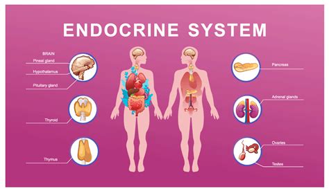 Long Covid Endocrine And Metabolic Issues Rthm