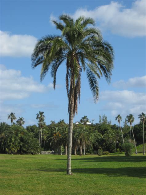 Phoenix Rupicola In Phoenix Discussing Palm Trees Worldwide Palmtalk