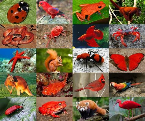 Find The Red Animals Quiz