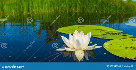 Beautiful White Water Lilies Floating On A Lake Stock Photo Image Of