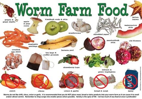 Worm Food Poster Compost Diy Garden Compost Worm Composting Veggie