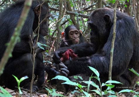 Chimps love a meaty meal – but some differ on the dining details