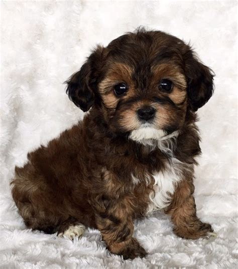 Find the right breed, and the perfect puppy at puppyfind.com. Maltipoo Puppies for Sale Near Me | Maltipoo