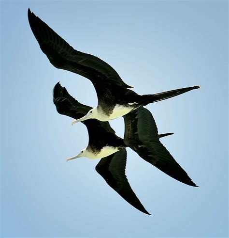 Frigatebird Caribbean Birding Trail