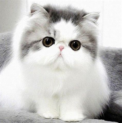 Teacup Tabby Persian Kittens Pet Picture Gallery Cute