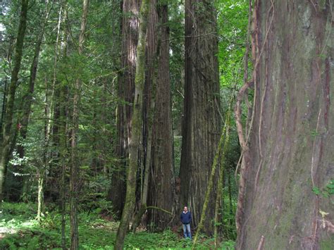 Both sites are surrounded by redwood national park, minutes from prairie creek state park, fern canyon and beaches. May 31 - June 1, 2011 - Humboldt Redwoods State Park