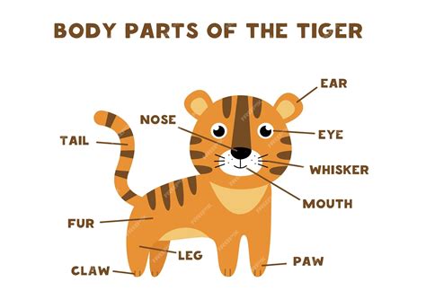 Premium Vector Body Parts Of The Tiger Animals Anatomy In English