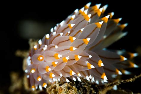 White And Orange Tipped Nudibranch Flickr Photo Sharing