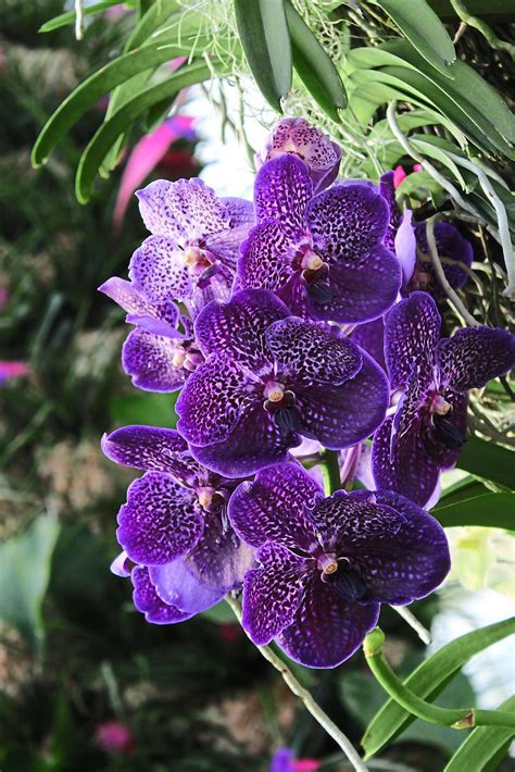 What does bunga raya mean in malay? Bunga Raya featured in flower show in London's Kew Gardens ...
