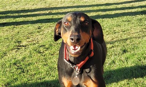 Footwear company and national pet brand announce their plan to help save animal lives and improve pet health through pet adoptions and animal welfare programs. These Albuquerque-based dogs are up for adoption and in ...