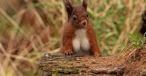 Busty Scots Squirrel Goes Viral For Its Giant Breasts In Hilarious