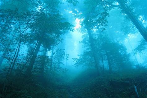 Philipp Zieger Mountains Nature Forest Mist Switzerland Wallpaper