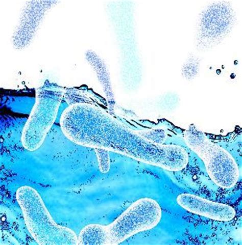 Canalisations, pommeaux de douche, robinets, bains thermaux, etc., mais également dans les climatiseurs, les humidificateurs, les brumisateurs de vapeur d'eau, etc. Tropeninstitut - Reisekrankheiten - Legionellose