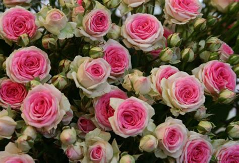 Плетистая роза Эден Роуз описание сорта отзывы уход фото