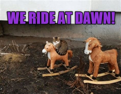 We Ride At Dawn Funny Cute Cats Funny Cat Memes Funny Animal Pictures