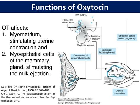 ppt role of oxytocin in energy metabolism powerpoint presentation free download id 6854531