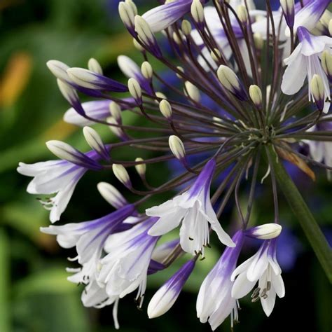 Buy African Lily Agapanthus Fireworks Mdb001 Delivery By