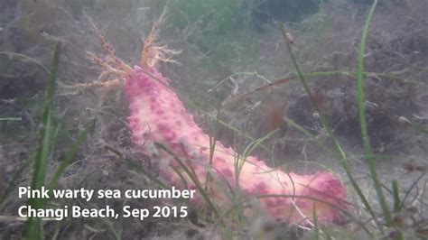 Pink Warty Sea Cucumber Cercodemas Anceps A Photo On Flickriver