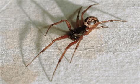 If someone bitten by a black widow spider experiences muscle cramps, emergency medical care may include blood pressure medication, muscle relaxants, and, in rare cases, antivenin. False widow spiders: Do they bite, are they dangerous and ...