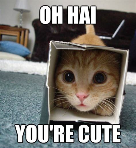 Oh Hai Youre Cute Camouflage Kitten Quickmeme
