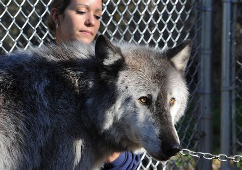 Denali The Alaska Zoos Fan Favorite Gray Wolf Dies At 13 Anchorage