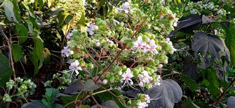 Hill Glory Bower Clerodendrum Viscosum Plant And Flowers Stock Stock