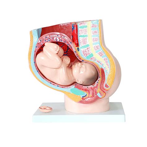 Buy QNMM Medical Anatomical Pregnant Human Female Pelvis With Pregnancy
