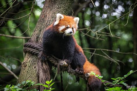 Red Panda Animal Tree Branches Hd Wallpaper Peakpx