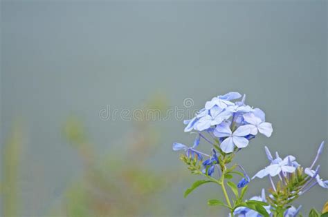 Blue Flowers Bloomingplumbago Auriculata Stock Photo Image Of