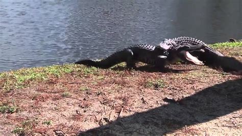 Crazy Alligator Fight Damn Youtube