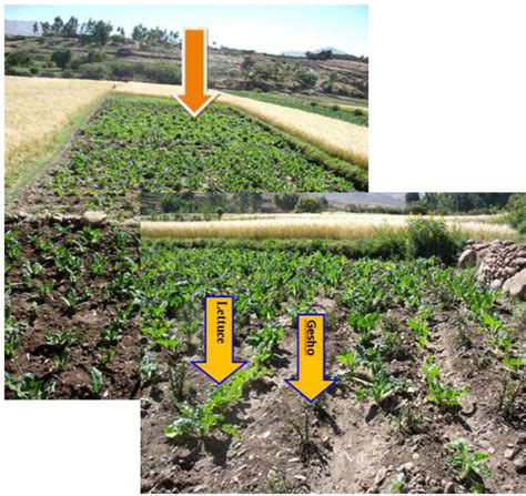 Home garden is basically a multistoried agroforestry system where the canopies of the component species are arranged to occupy different vertical strata. Partial Views of Wheat, Lettuce and Hop (Gesho ...