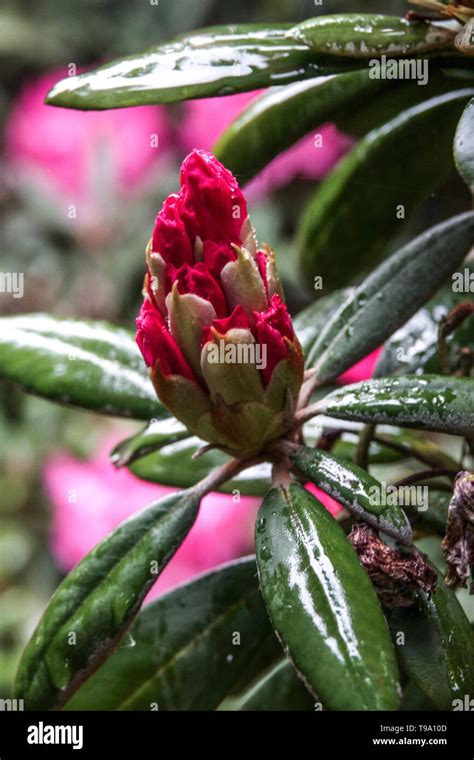 Red Rhododendron Budding Hi Res Stock Photography And Images Alamy
